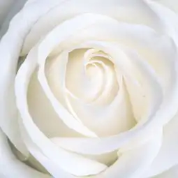 干净头像白色系互补色