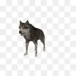 狼狗图片大全狼狗素材免费下载千库网png