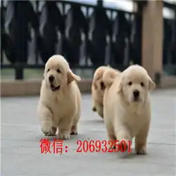 巢湖金毛多少钱巢湖哪里有卖金毛犬美系金毛金毛价格金毛犬舍