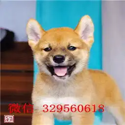 伊犁哪里能买到柴犬多少钱日系柴犬专业繁殖