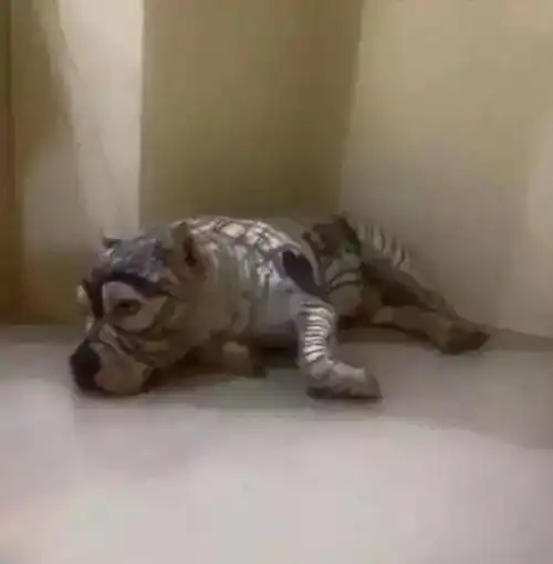 网购时遇到的,有山东的朋友吗告诉我这不是真的