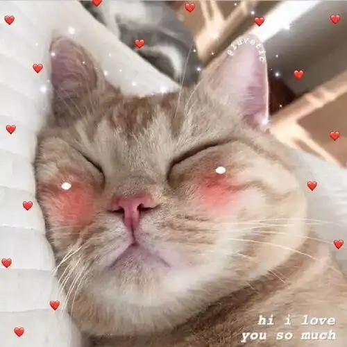 萌萌哒猫头像可爱动物