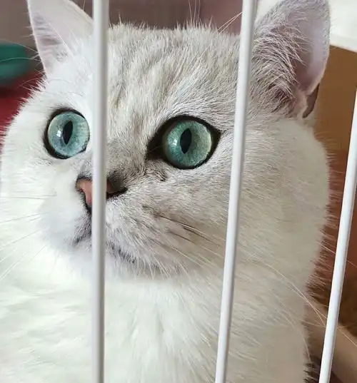 刚刚入手了,银渐层我的银渐层品相如何啊