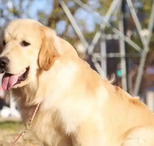 主人对金毛犬很是疼爱,经常性的给它打理毛发,真让狗羡慕