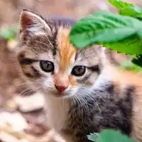 动物头像大全下载微信头像图片大全