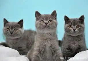 我家猫特别淘气,一上厕所就把猫砂弄得可地都是怎么办