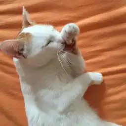 母猫带着猫崽爬车,小猫崽站在车轮上不来,猫妈接下来的举动亮了