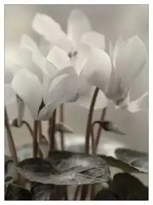 美丽高雅的五种花,愿你幸福,高雅