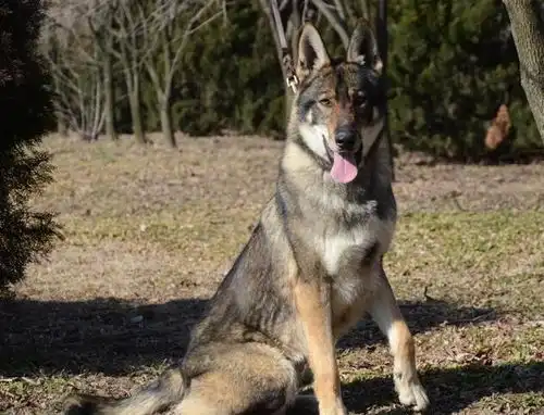 就冲它这5点,养只昆明犬真的很安全