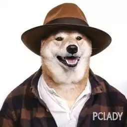 生不如狗系列一只汪月入九万,然而你还在挣加班费