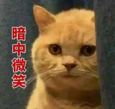 猫打架头像双人
