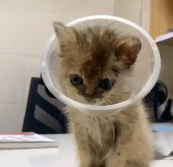 小伙捡到一只小丑猫,带回家养了一个月后,居然发现是金渐层