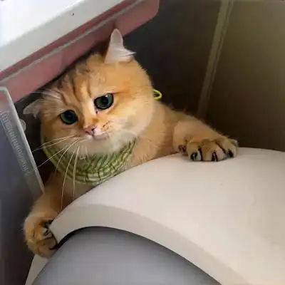 猫系少年头像猫咪