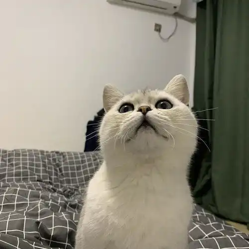 银渐层泪痕超级严重