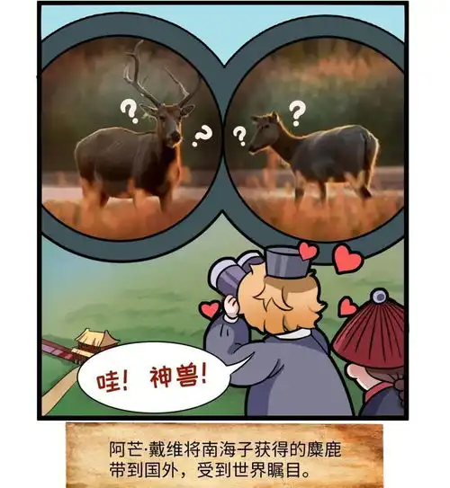 鹿鹭通讲述麋鹿身世之谜,还带来一个重磅消息...