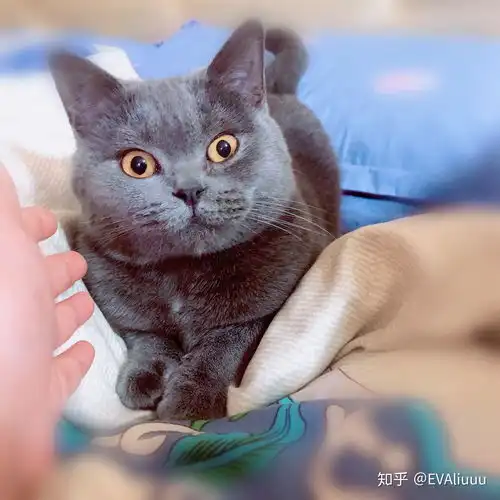 小说哈利波特里面,费尔奇和费格太太两个哑炮为什么都喜欢养猫,而且似乎能与猫沟通,这是什么设定吗