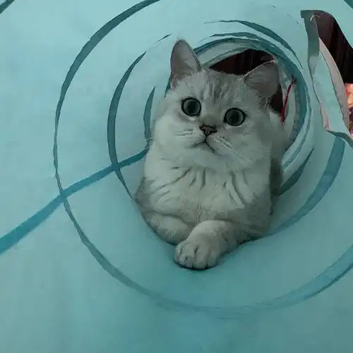 618买了k9鸡鹿的猫咪吐了