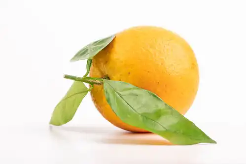 白底带叶夏橙夏季水果美食摄影图摄影