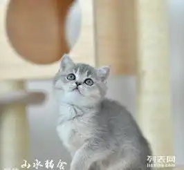 蓝金渐层母出售cfa,wcf注册猫舍