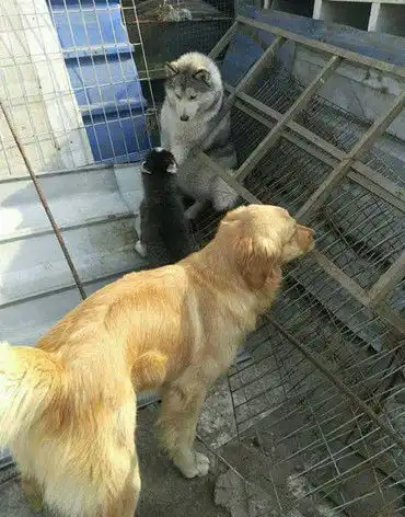 男子去狗市里买狗,刚进去就见到只傻狗,思量一番最后竟买了它