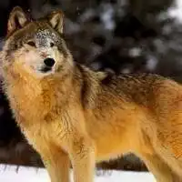 霸气狼系少年头像尿液