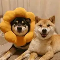 狗焕德善吃面情侣头像微信头像图片大全