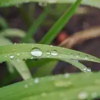 查找水滴落叶微信头像微信头像图片大全