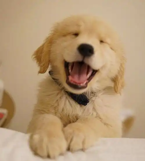 小金毛从小暖人心,主人科目三挂科,狗狗通过无言的鼓励为其加油