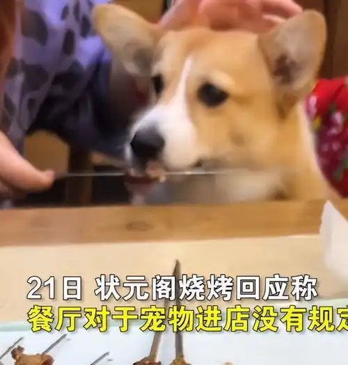 女子带柯基在烧烤店撸串,店方回应不允许给狗撸串