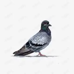 矢量鸽子素材图片免费下载高清psd千库网图片编号8338832