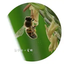 春里的精灵,五月的劳模勤劳的小蜜蜂