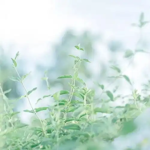 八月,愿世间所有的美好,都如约而至