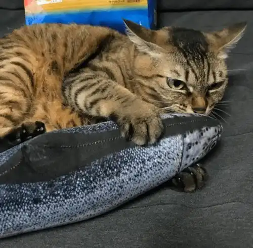 有一说一,猫就是馋鱼的身子