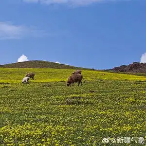 随着天气逐渐转暖,新疆伊犁哈萨克自治州昭苏县草原上的小黄花和野生郁金香次第绽放,一幅美丽画卷天然自成坐标