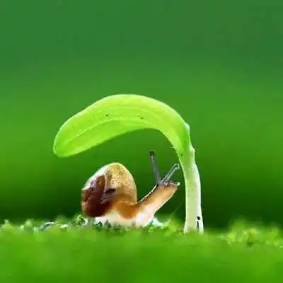 绿色高清头像图片