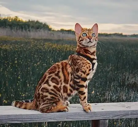 孟加拉豹猫我真的是家猫,云南豹猫才是野生保护动物