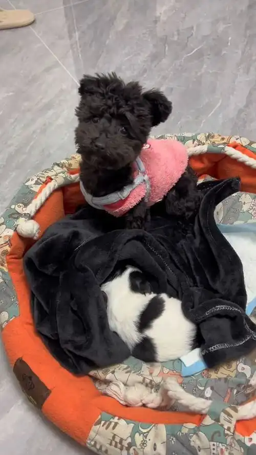 女子遛狗时捡到小奶狗,同一地点第二天又捡一条狗妈妈哪去了