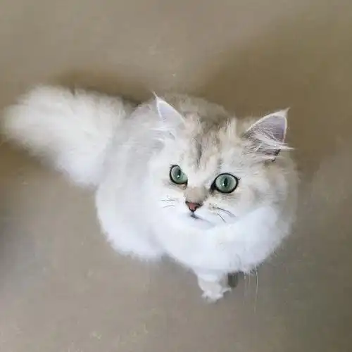 吸猫大会英国长毛猫银渐层muffin