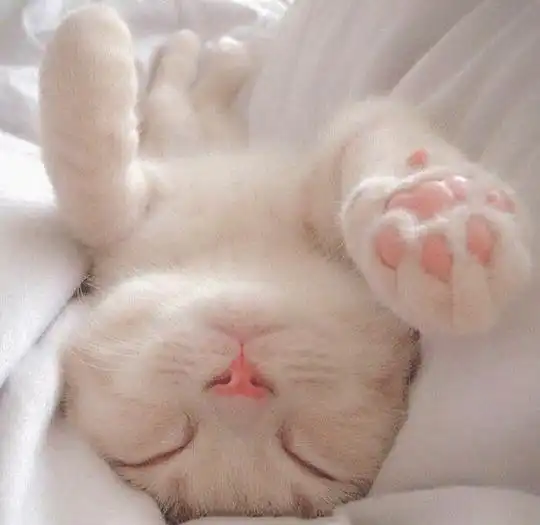 gnomeshgh的相册本仙女爱的头像