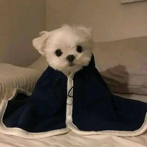 头像背景图即使年年不见也要岁岁平安