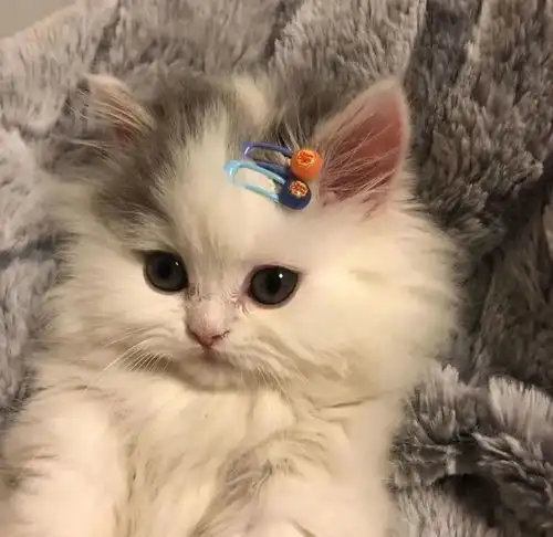 治愈系的猫咪女生头像小