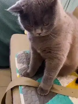 奶奶遭遇车祸摔伤猫咪的迷惑行为抖音创作季萌宠出道计划治愈世界治愈你治愈系