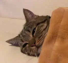 小奶猫每天都要主人给盖被子,主人不给盖被子就喵喵喵