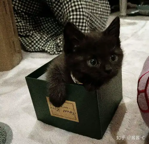 霸气小猫咪头像