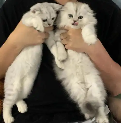 讨论2个月长毛银渐层弟弟软便怎么办