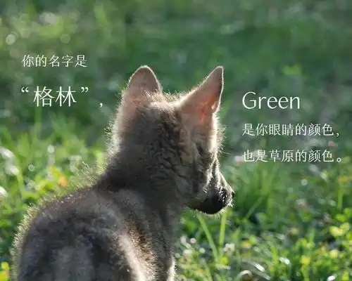 四川女孩与狼共舞成童话,养狗令颁布安人心,人与自然的十年情变