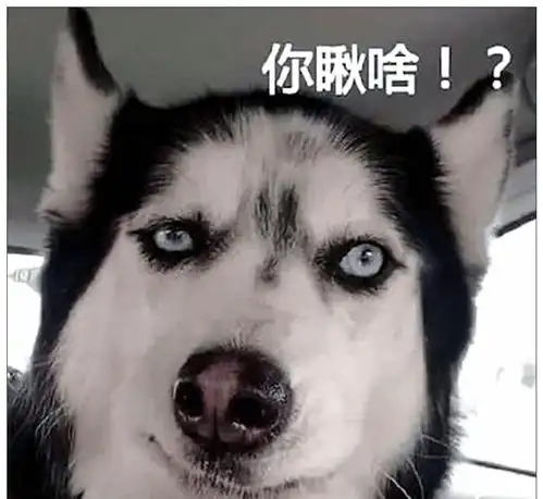 哈士奇头像高清可爱