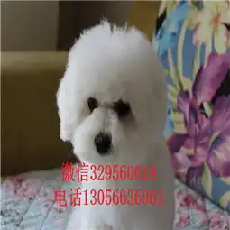怒江哪里能买到金毛犬纯种金毛多少钱一只赛级金毛双血统金毛金毛犬图片