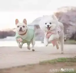 把单身狗闪瞎的超人气法斗和博美浪漫婚纱照,第8张搭肩照太犯规