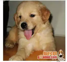 如何识别真正的金毛犬,目前行价是多少